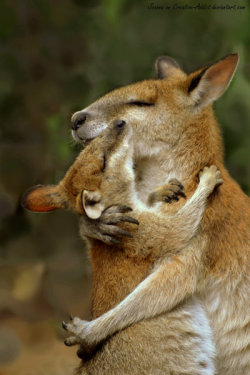 animals-animals-animals:  Wallaby Hug (by