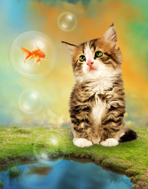 Kitten dreams