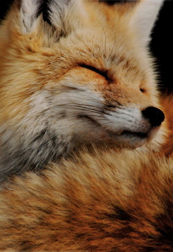 bitrates:   Fall Blog    He&rsquo;s such a lovely snuggly fox :)