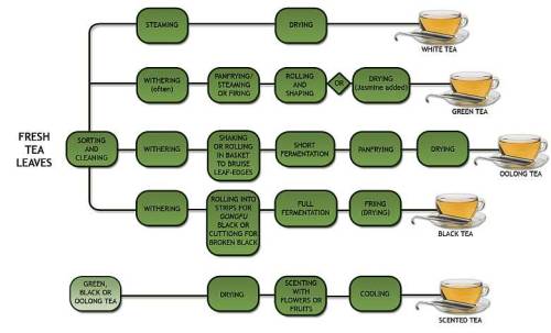 The above image shows the manufacture process for 5 types of popular, commercially available teas. A