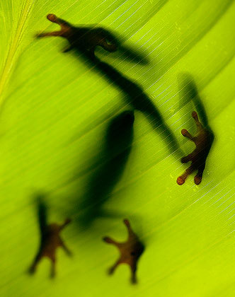 Amphibian aspect