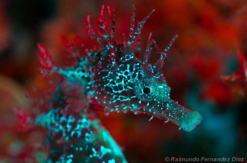 XXX Surreal (Seahorse photographed under UV light) photo