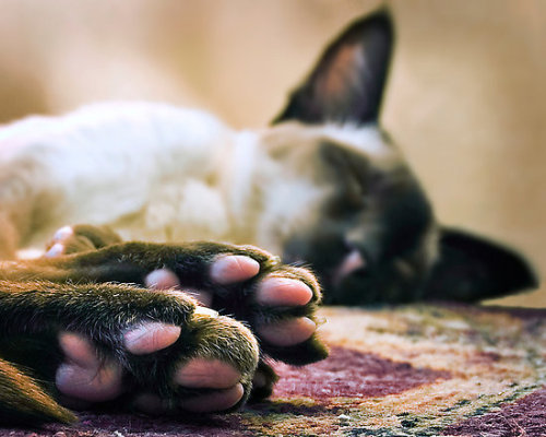 pink paws