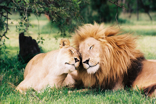 wildstag:  Love! by fanz, on Flickr. 