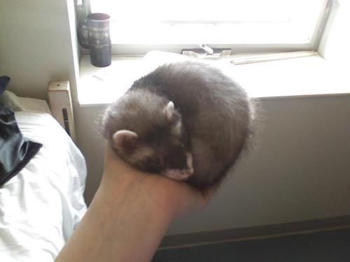 Pocket sized ferretman.