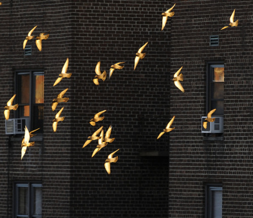 pigeon gold on Flickr.