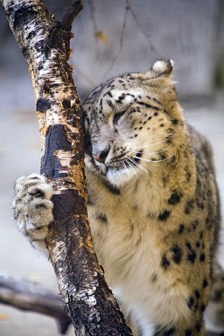 I Just Need A Hug (Snow Leopard)