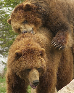 magicalnaturetour:  bearback rider by ucumari on Flickr.:)