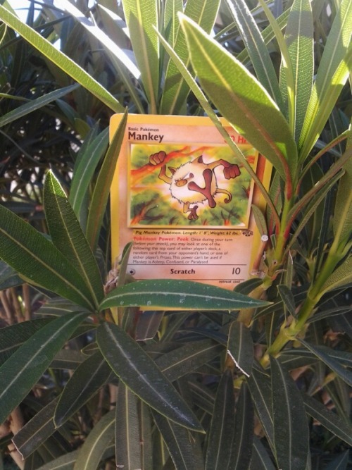 trainerdaniels-pokeblog:  Mankey!