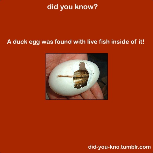 did-you-kno:  A group of biologists found the duck egg in a small pond on a field