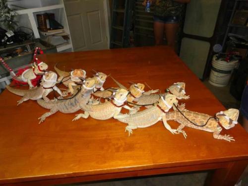 undercapricornicus: shitshilarious: at what point do you realize you have too many lizards you do no