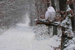 bluepueblo:  Snowy Owl, Quebec, Canada photo