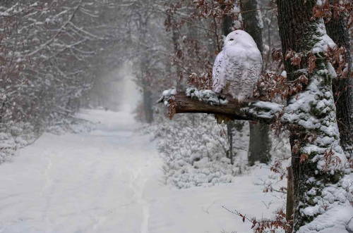 bluepueblo:  Snowy Owl, Quebec, Canada photo via dreaming 