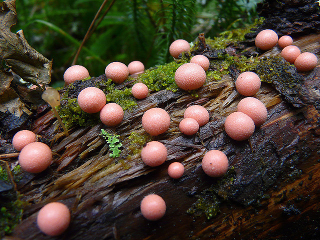 Semi-weekly fungus time. It’s a good thing. –MN
whatsthmattawyou:
“  A pink surprise by annkelliott on Flickr.
Larger, then click again
Fungi, specifically Lycogala epidendrum, photographed in
Brown-Lowery Provincial Park, Alberta, Canada.
”