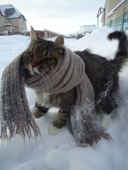 unimpressedcats:  Chilly chilly 