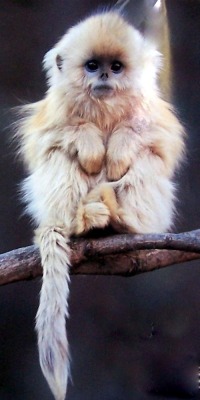 Adorable (Chinese Golden Snub-Nosed Monkey)