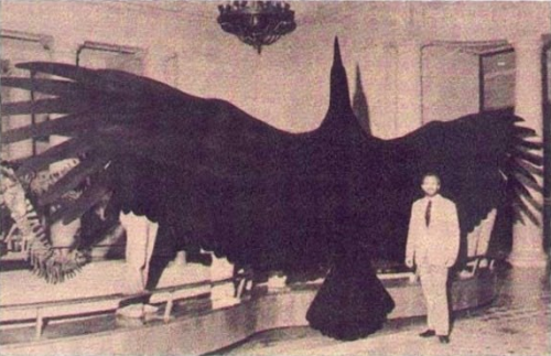 Argentavis magnificens: Magnificent Argentine BirdWith a wingspan of nearly 7 metres, Argentavis mag