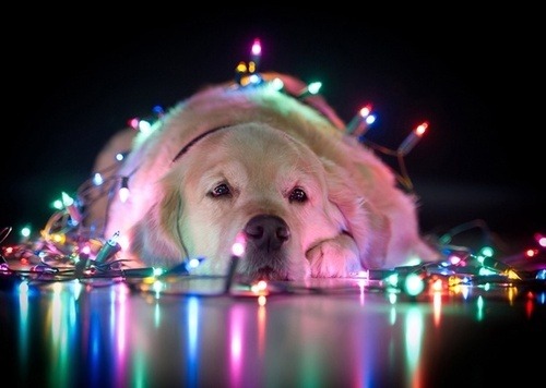 is it christmas yet? on We Heart It. http://weheartit.com/entry/44418606