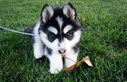 kaylalala17:  Its a freaking Huskorgi. I. want. one. 