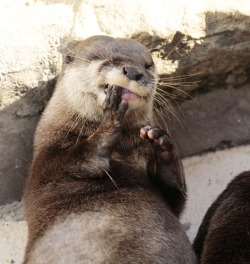 dailyotter:  Someone Give Otter a Toothpick!