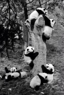 é uma festa de pandas ? o.O
