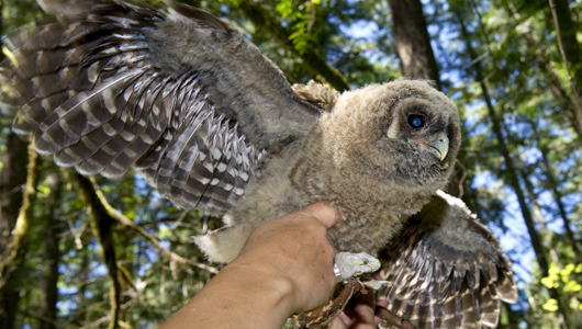 Owl feathers could inspire quieter planes
Researchers found that owl wings are especially quiet because their trailing-edge feathers are flexible and porous, allowing some air through.