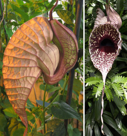 nybg:  Today in “Plants that Resemble the Maw of Some Gulping Lovecraftian Horror,” Aristolochia grandiflora. They’re said to be good for attracting butterflies, though judging by their resemblance to most carrion flowers, I doubt you’ll find