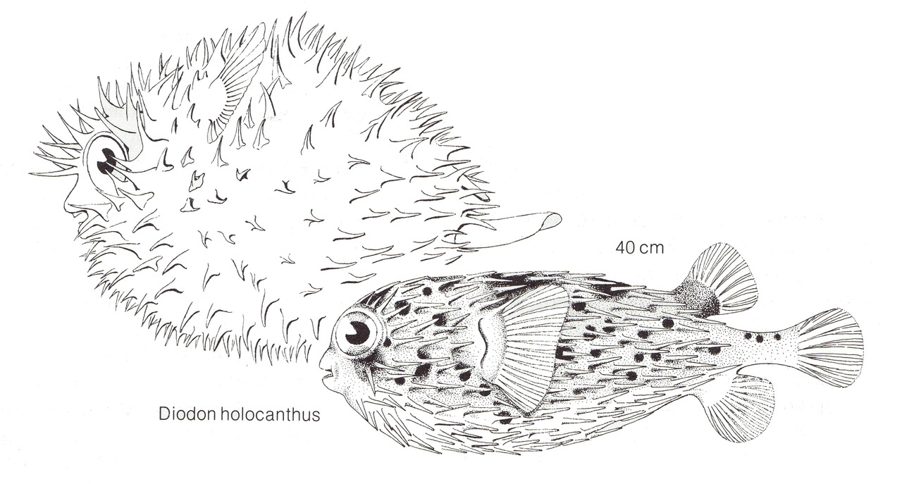 Long-Spine Porcupinefish (Diodon holocanthus)
Sterrer, W. (Ed.) (1986). Marine Fauna and Flora of Bermuda. New York: John Wiley & Sons.