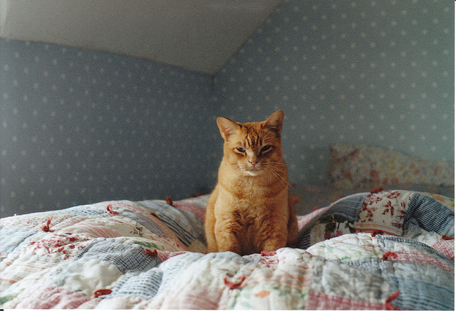 owlocene:  sin título by Shelbie Dimond on Flickr. 