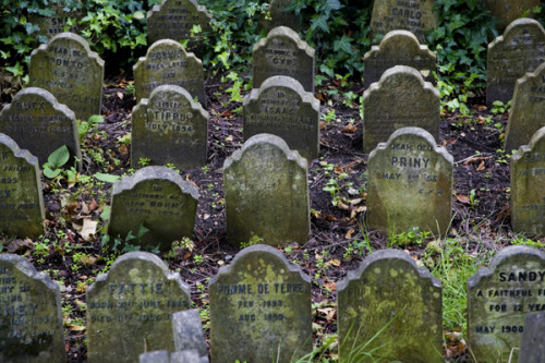 odditiesoflife:itcouldbeamazing:The Pet Cemetery of Hyde Park Nestled within the bushes of Victoria 