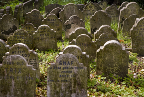 odditiesoflife:itcouldbeamazing:The Pet Cemetery of Hyde Park Nestled within the bushes of Victoria 