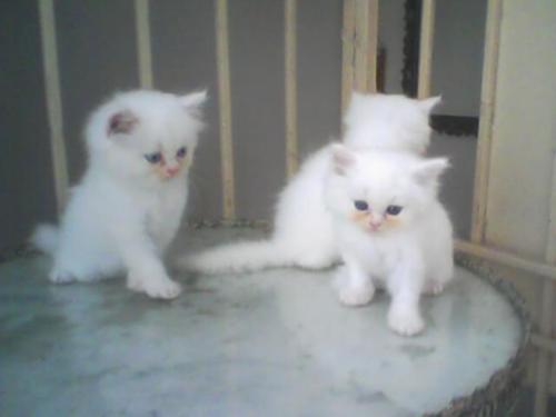 incestbaby:  . 