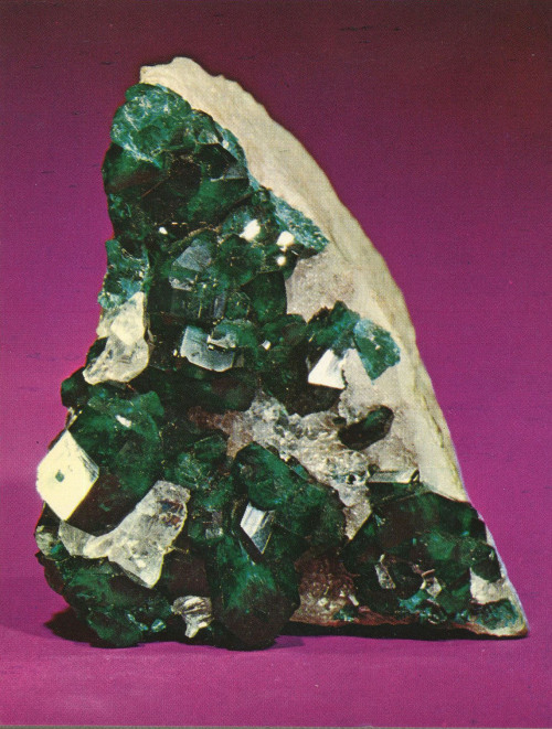 mineralia:Dioptase, copper silicate, from Guchab, Africaby The Mineral Kingdom