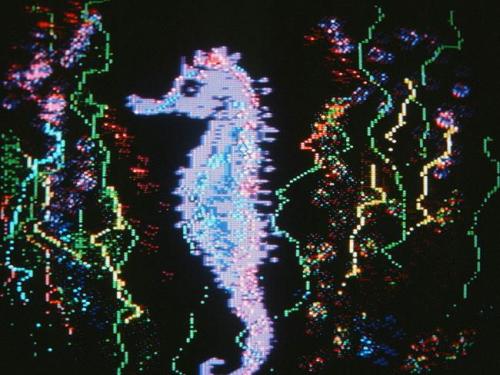 2087: Seahorse, 1988  cibachrome print from Apple lle, dimensions variable