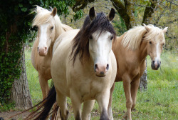 medievallove:les trois grâces by montestier on Flickr.