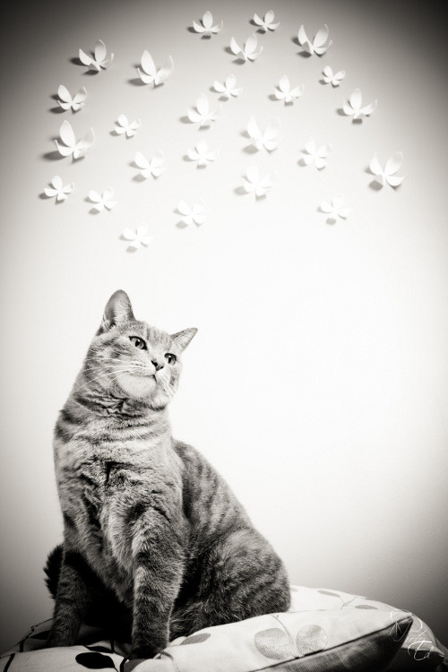 photogenic felines