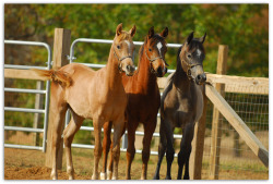 let-your-horse-play:  3 Arabian fillies. As beautiful as they are, I’m sure they’re about as hard to handle as a kitchen full of 3 women. Haha. 