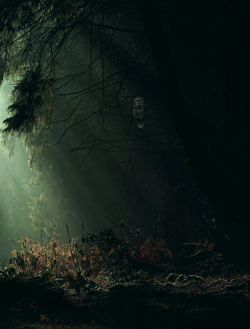 absinthius:   Through The Forest  