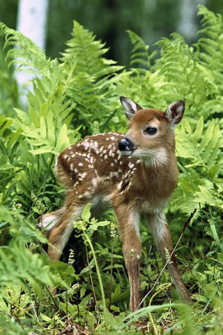 Babe in the woods (White-tailed fawn)