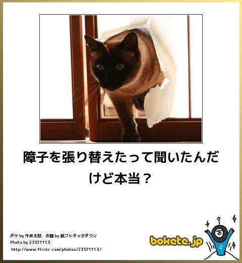 namanoneko:   障子を張り替えたって聞いたんだけど本当？ 