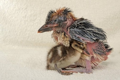 &ldquo;They should be predator and prey but this Kookaburra and tiny duckling have confounded ex