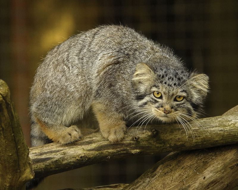 llbwwb:  Cheshire Kitten.by *quaddie 