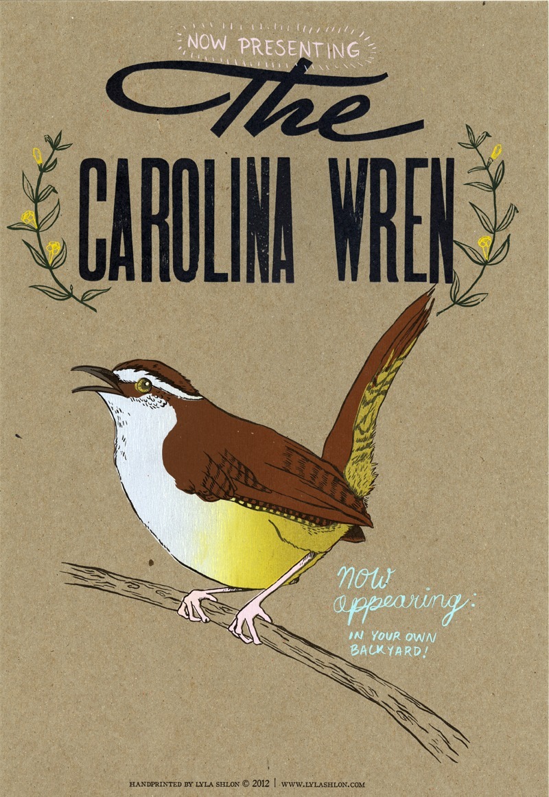 Carolina Wren. letterpress and screen printing. 2012