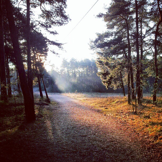 aunik:  Dewy morning #tallinn #estonia #järve #forrest