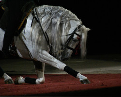 hongtao-art:  bowing horse by moocatmoocat