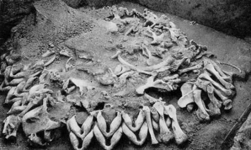 Mammoth bones used in the construction of a house at Mezchyrich (Ukraine)