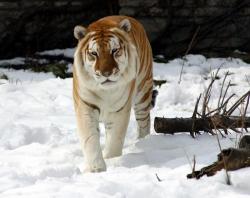 Paws-And-Fur:  Golden Tabby Tiger. The Very Unusual Golden Tabby Tiger Is Sometimes