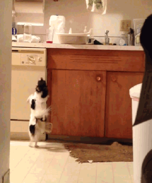 toptumbles:Yet another dancing chihuahua