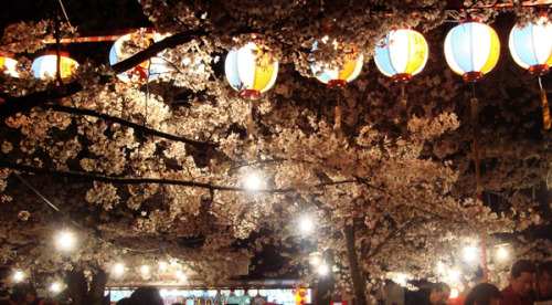 Chinese Lanterns Decorations: Colorful Chinese lanterns mixed lighting up a flower tree