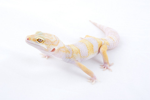 reptilesrevolution:  Leopard Geckos.